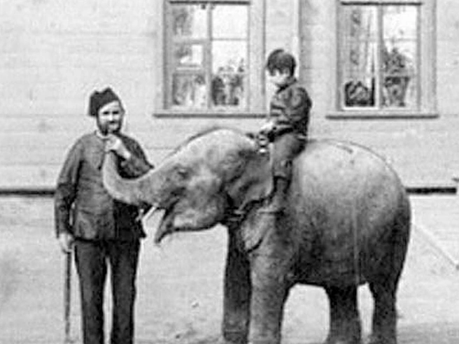 Слонёнок, привезённый Николаем из Сиама в 1891 году | Источник: Альбом «Царское Село на старых фотографиях. Конец XIX — начало XX века»
