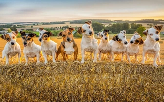 До чего же хороши! Полюбуйтесь на фото триумфаторов конкурса BPA 2025 в номинации «Домашние животные»