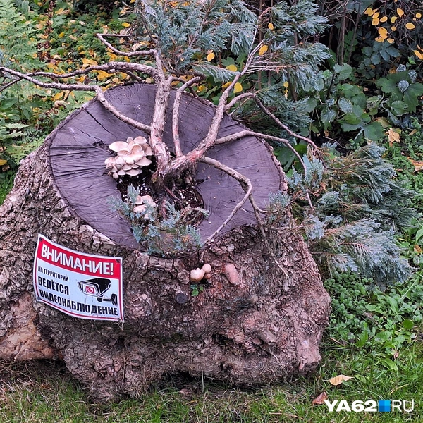 В саду очень много необычных растений разных форм и размеров | Источник: Мария Борзева / YA62.RU