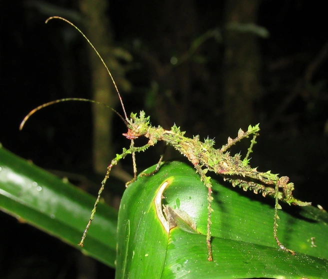 Палочник | Источник: Александр Фомичев