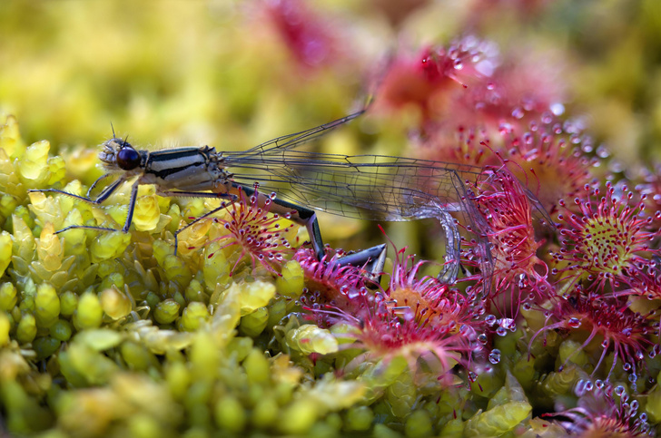 Почему и как некоторые растения едят мух?