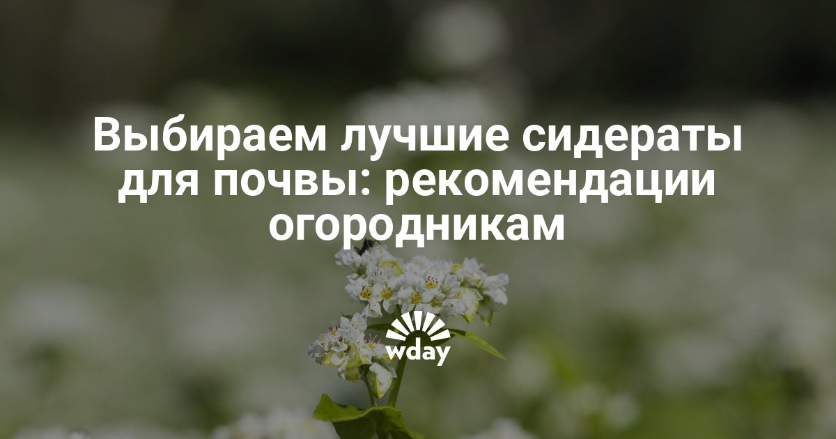 Что такое сидераты и для чего они нужны на огороде фото и названия