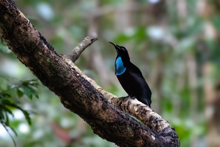 Наряд райской птицы: модельер создала платье из самой черной ткани в мире