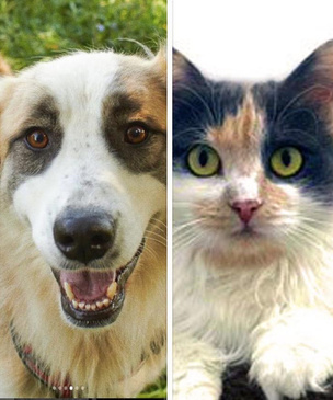Котопёс недели: возьмите из приюта нежную собаку Флоренцию или ласковую кошку Ванильку