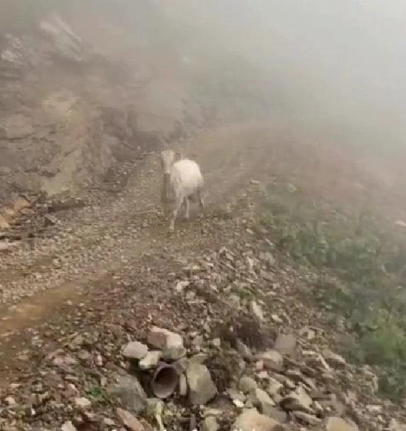 В результате инцидента никто не пострадал | Источник: Телеграм-канал «Сочи Онлайн»