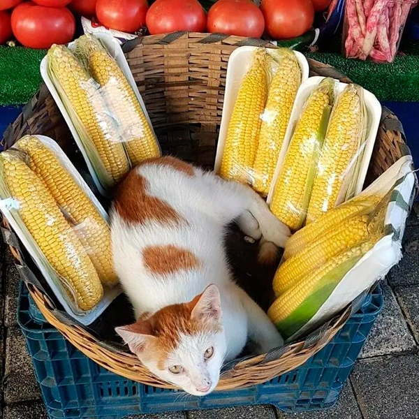 Источник: istanbulcatsofficial