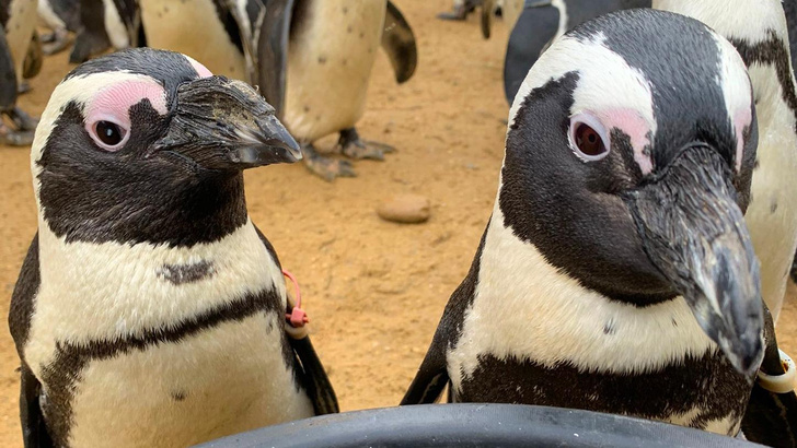Почти ослепший пингвин подружился с одиноким и робким сородичем: как они помогают друг другу?