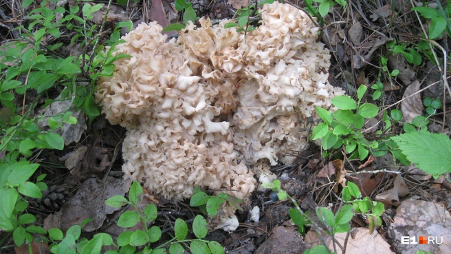 Этот гриб в лесу встретил наш читатель | Источник: Читатель E1.RU