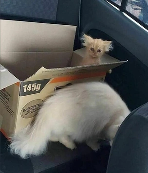 Смешные коты, которые бы победили на конкурсе абсурдных фотографий
