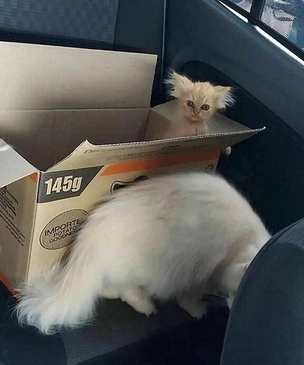 Смешные коты, которые бы победили на конкурсе абсурдных фотографий