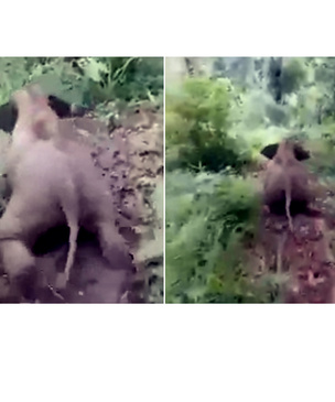 Слоненок в джунглях съезжает с горки (видео)