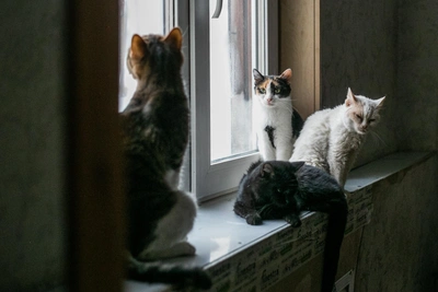 В Иркутске представят фильм о жизни приюта «Время котов»