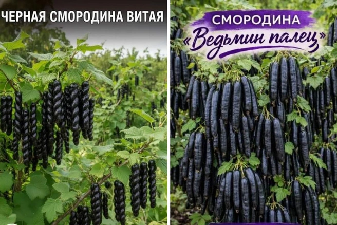 Чурчхеловый куст? | Источник: скриншоты с сайтов ozon.ru и wildberries.ru