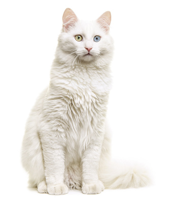 Белые и пушистые: как священные кошки озера Ван стали туристической изюминкой
