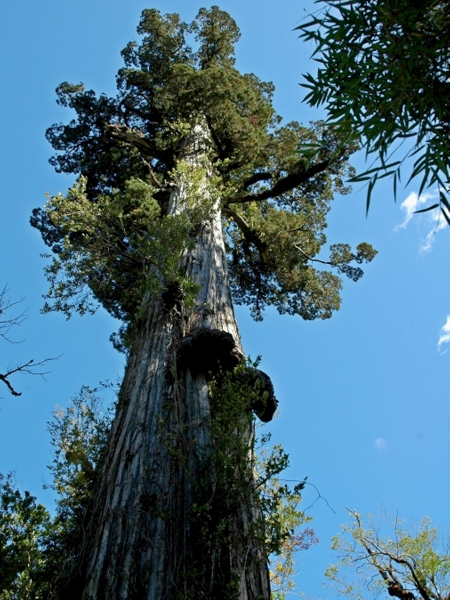 9 самых старых деревьев планеты