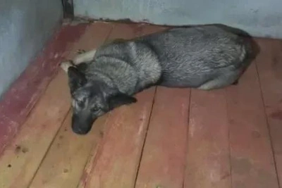 Отловленных собак возвращают в муниципалитеты Приамурья