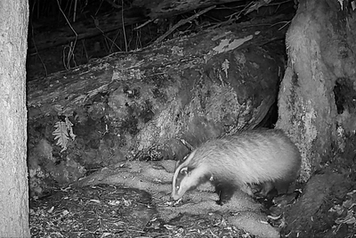 Барсучиха после спячки обновляет нору