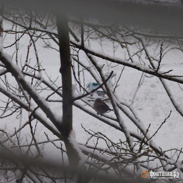 Источник: читатель «Фонтанки»