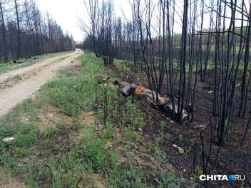 «Мы тут сгорим!» Охотовед спас пожарных из Тюмени, которые тушили горящий лес в Забайкалье | Источник: Заповедное Забайкалье / t.me
