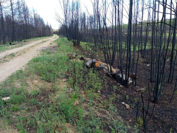 «Мы тут сгорим! Пятеро потерялись». Охотовед спас восемь пожарных из регионов России, которые тушили пожар в Забайкалье | Источник: Заповедное Забайкалье / t.me