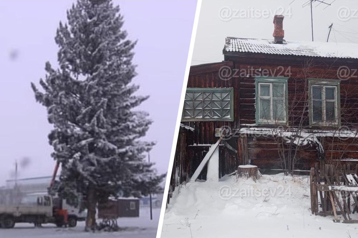 Власти Шарыпово Красноярского края без спросу срубили ель на частной  территории и установили ее на главной городской площади; кража елки - 12  декабря 2023 - НГС24.ру