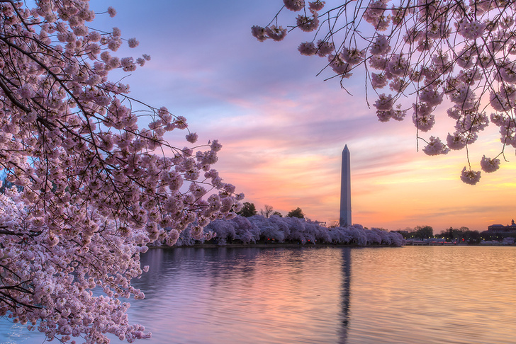 Цветущие вишни в Вашингтоне