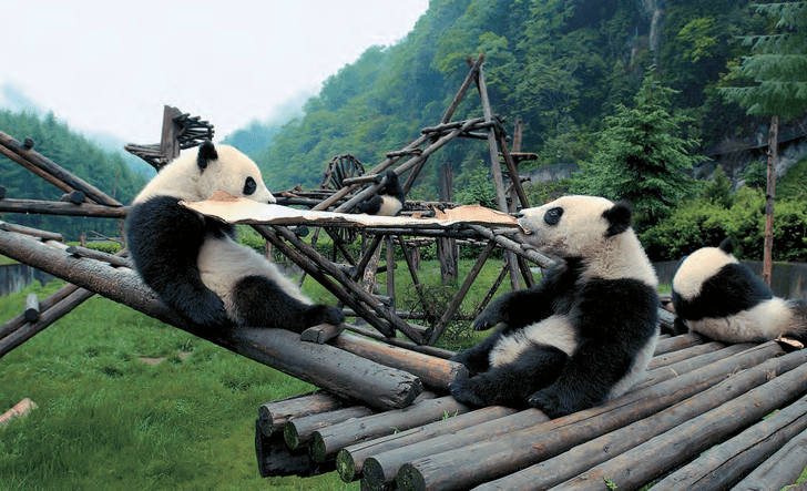 Мишка «котолапый»: как большая панда поставила зоологов в тупик