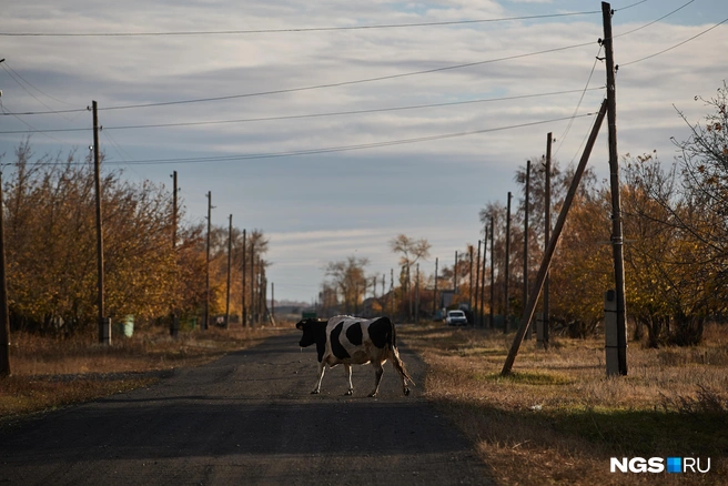Корова в селе становится экзотикой&nbsp;— частные домовладения и малые фермы уже активно избавляются от скота | Источник: Александр Ощепков / NGS.RU