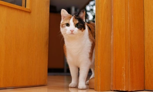 Стало известно, почему кошки мяукают, встречая у порога мужчин-хозяев, а с женщинами молчат
