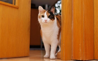 Стало известно, почему кошки мяукают, встречая у порога мужчин-хозяев, а с женщинами молчат