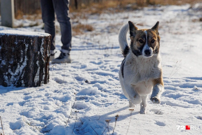 А в соседней Березовке живет такой жизнерадостный малыш. Учитесь радоваться жизни у него! | Источник: Ирина Шарова / 72.RU