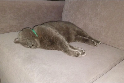 Пушистые жители Волгограда: 20 фото для умиления