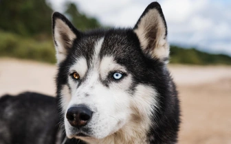 Тайны происхождения домашних собак: что говорят древние черепа и геномы