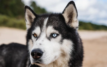 Тайны происхождения домашних собак: что говорят древние черепа и геномы