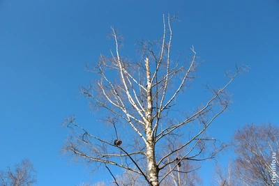 В Череповце начнут санитарную обработку деревьев