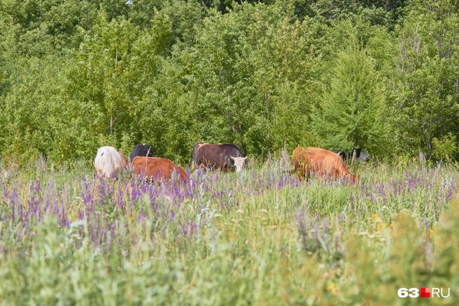 Источник: Роман Данилкин / 63.RU