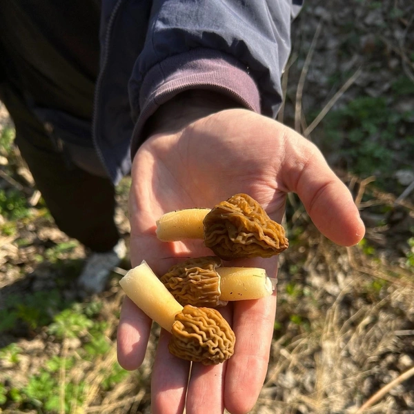 Источник: Светлана Белых/ Грибы и Грибники СПб