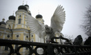 Петербуржцев просят не кормить голубей из-за «попугайной болезни»