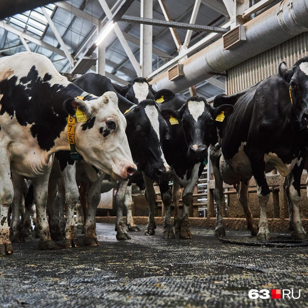 Источник: Роман Данилкин / 63.RU