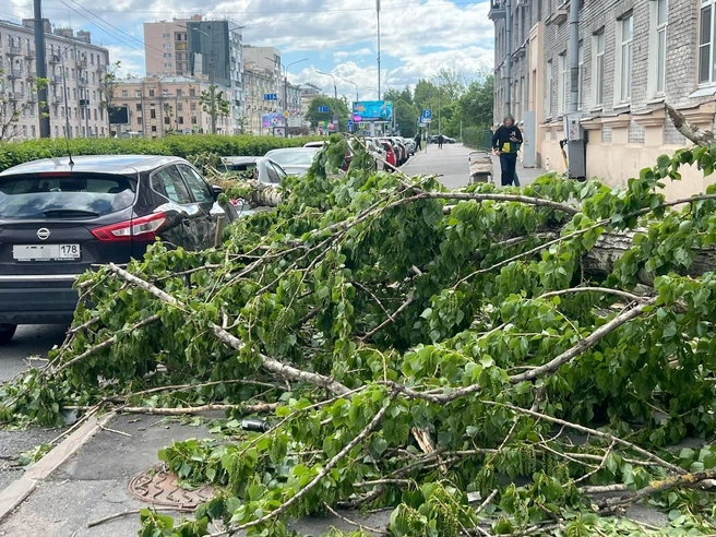 Разгул ветра в Петербурге не обошелся без повреждений | Источник: читатель «Фонтанки»