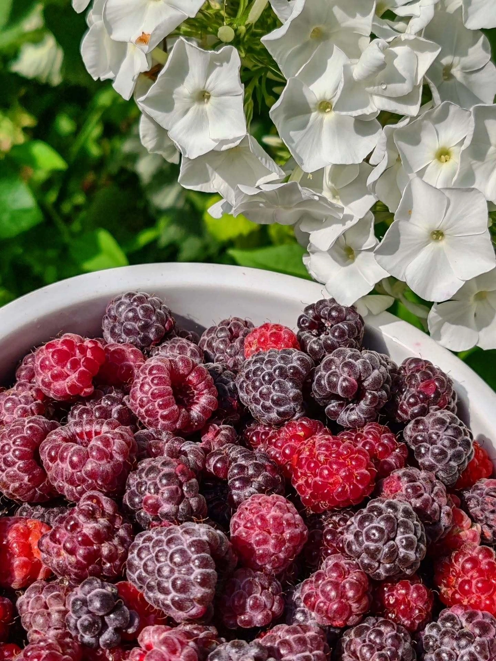 Малины все уже наелись, самое время приберечь витамины на холода | Источник: Елена Ионайтис / 29.RU