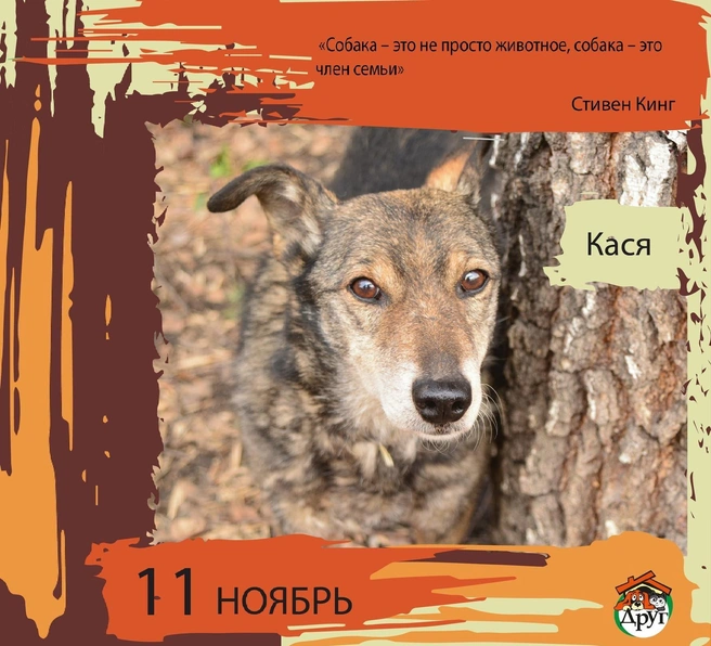 Кася — пожилая собака | Источник: приют «Друг»