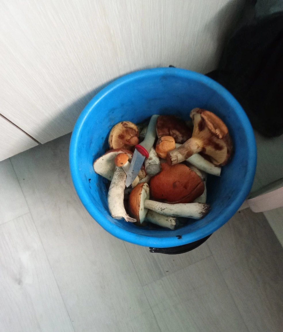 Весь «улов» за 3,5 часа. Арамильский район | Источник: Алла Шахтерова / «Грибы и грибники Екатеринбурга и Свердловской области» / Vk.com