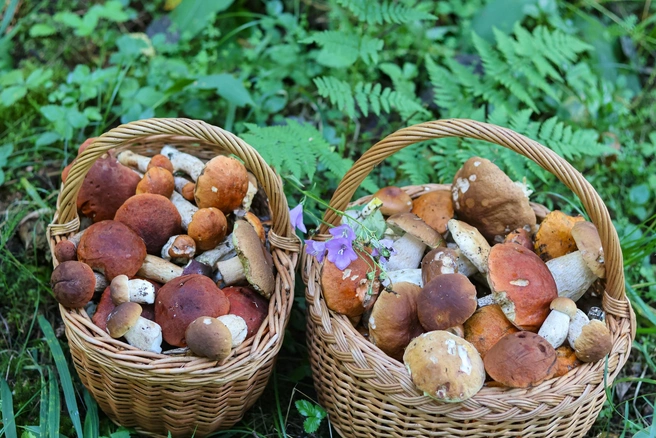 Белые пошли! Грибники Ленобласти похвастались урожаем грибов и ягод | Источник: Грибы и Грибники СПб / «ВКонтакте»