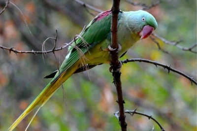 Exotic parrots in Moscow yard resist capture for three months