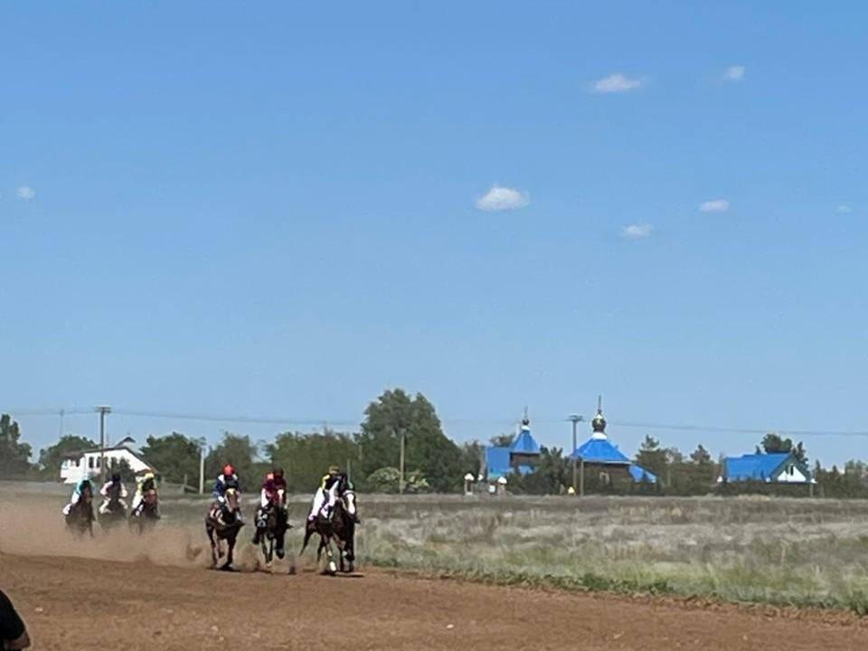 Жители сообщают: пострадавшую на скачках под Волгоградом лошадь пришлось убить