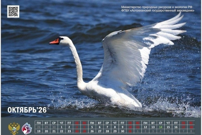 Снимок лебедя волгоградца украсил календарь заповедника