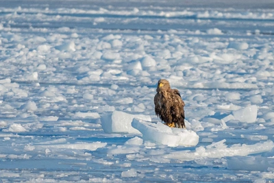 Ex-Cop Swims in Vladivostok Ice for Strength and Health