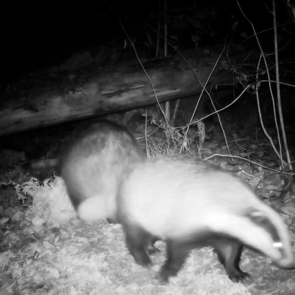 Источник: Каждой твари по паре / Телеграм