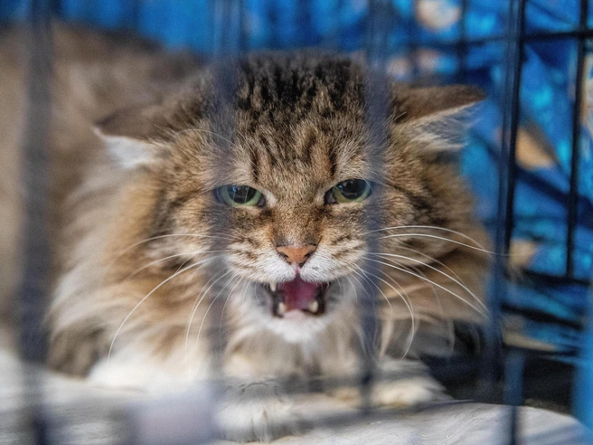 При укусе невакцинированной кошки, которая бывает на улице, рекомендуется вакцинация от бешенства. | Источник: Александр Ощепков / NGS.RU